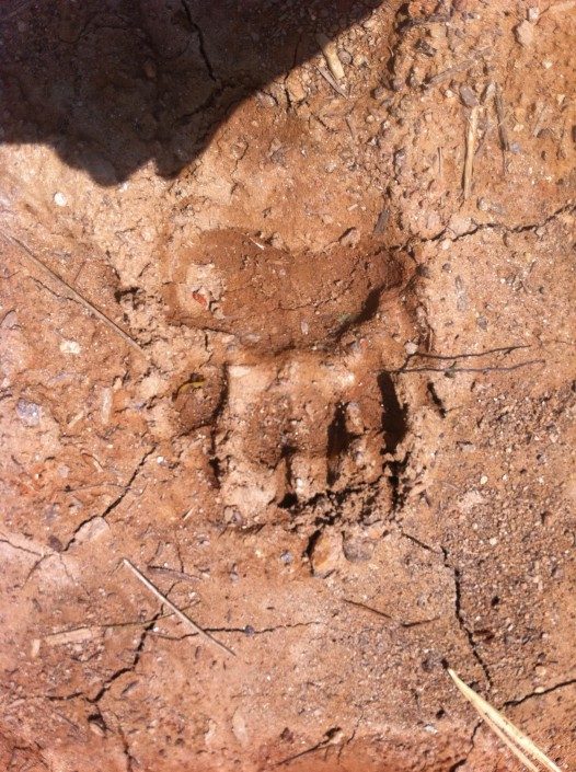 Jade Mountain Bear Print